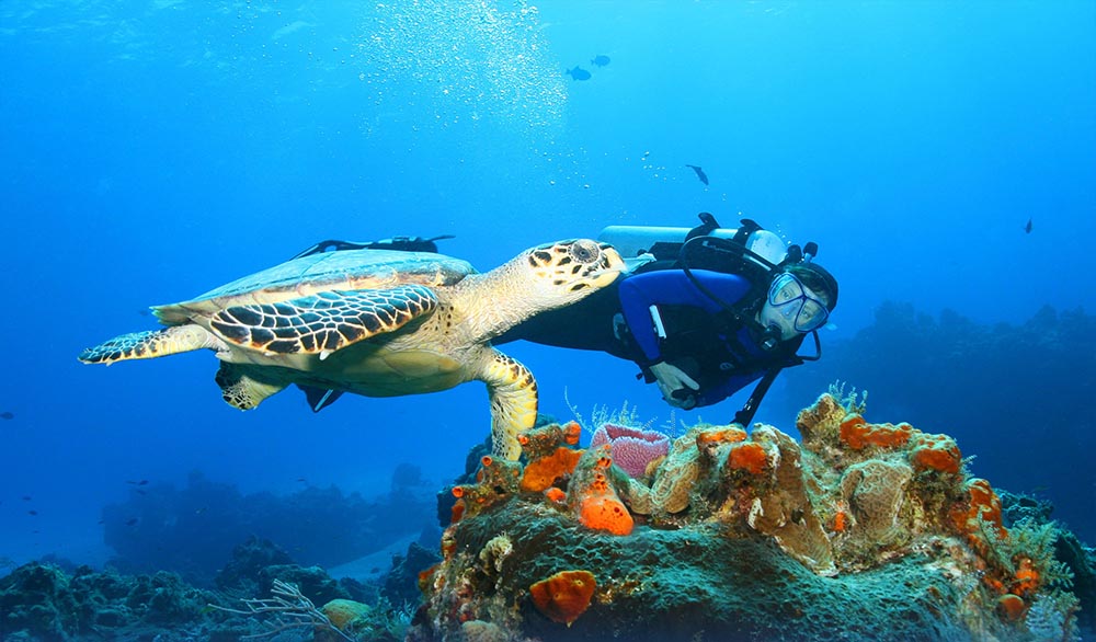 Diving in Bali